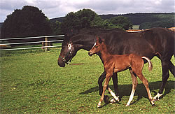 Familie Scheiffele
